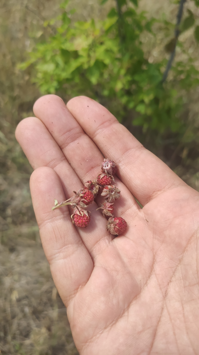 Остатки земляники