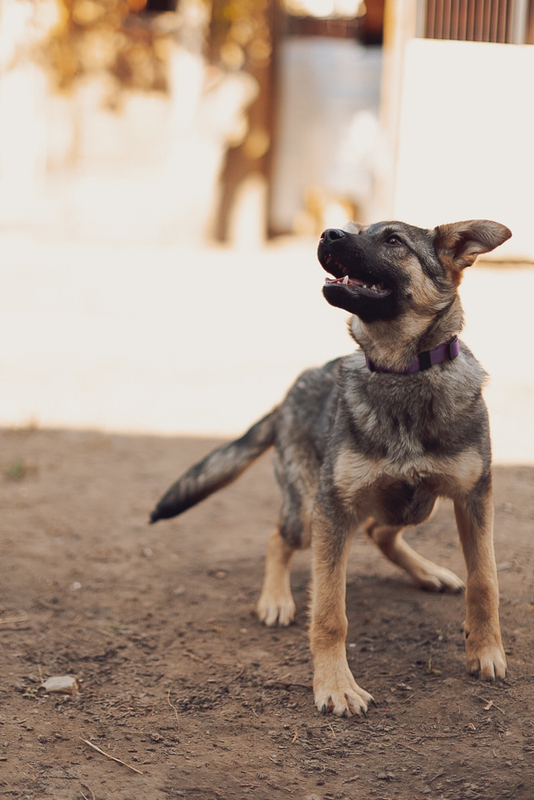 Kind and affectionate doggie puppy Kai is in good hands - Puppies, No rating, Overexposure, Shelter, Homeless animals, In good hands, Lost, Moscow, Moscow region, Volunteering, Charity, Kindness, Animal Rescue, Longpost, Dog