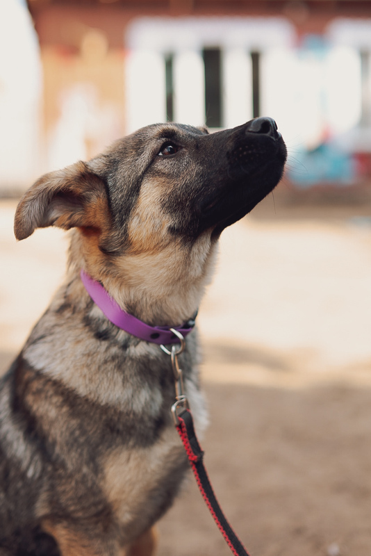 Kind and affectionate doggie puppy Kai is in good hands - Puppies, No rating, Overexposure, Shelter, Homeless animals, In good hands, Lost, Moscow, Moscow region, Volunteering, Charity, Kindness, Animal Rescue, Longpost, Dog