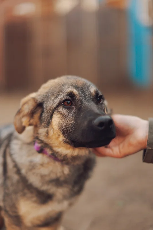 Kind and affectionate doggie puppy Kai is in good hands - Puppies, No rating, Overexposure, Shelter, Homeless animals, In good hands, Lost, Moscow, Moscow region, Volunteering, Charity, Kindness, Animal Rescue, Longpost, Dog