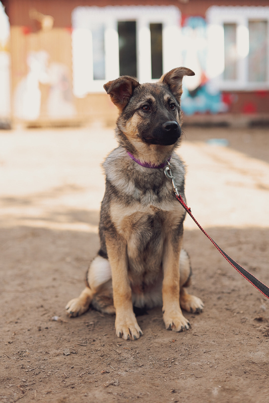 Kind and affectionate doggie puppy Kai is in good hands - Puppies, No rating, Overexposure, Shelter, Homeless animals, In good hands, Lost, Moscow, Moscow region, Volunteering, Charity, Kindness, Animal Rescue, Longpost, Dog