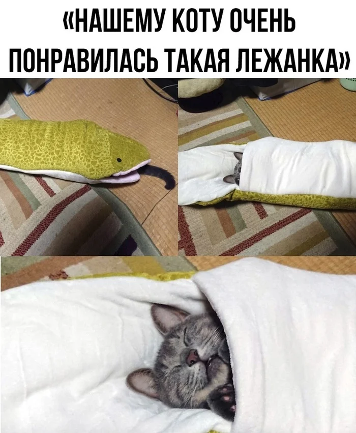 Convenient - cat, Pets, Paws, VKontakte (link), Picture with text, Dream