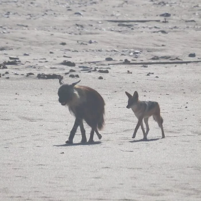 Jackals are always on your heels - Brown hyena, Hyena, Jackal, Canines, Predatory animals, Wild animals, wildlife, Namib Desert, South Africa, The photo