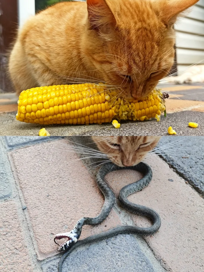 Cat in the south - My, Mobile photography, cat, Corn, Snake, Lermontovo