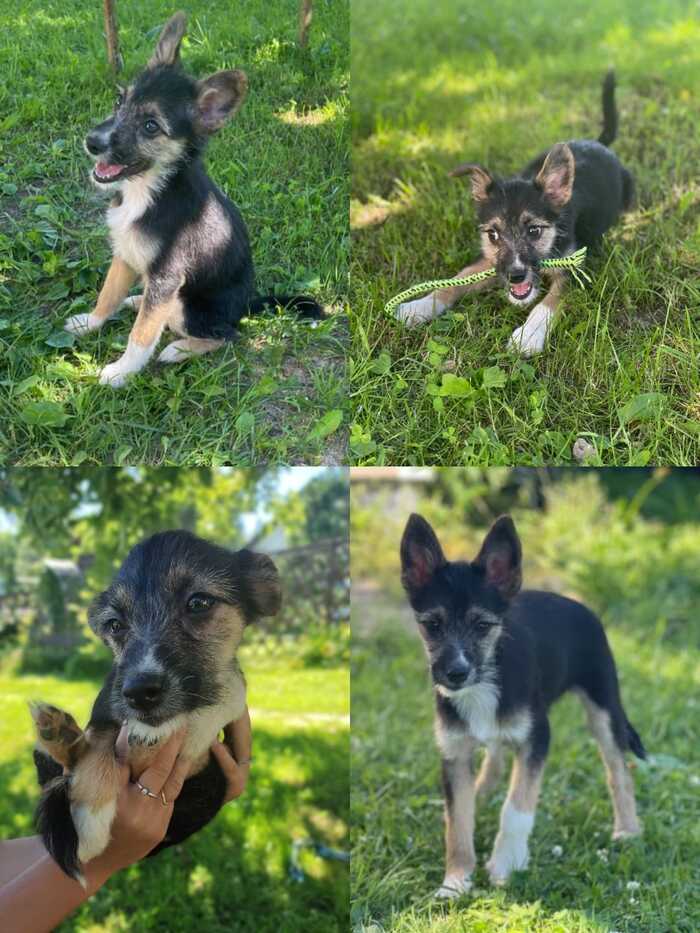 Puppies were found in the forest. Let me know who would like to take it! - My, Puppies, Found a dog, In good hands, Lost, Longpost, Dog