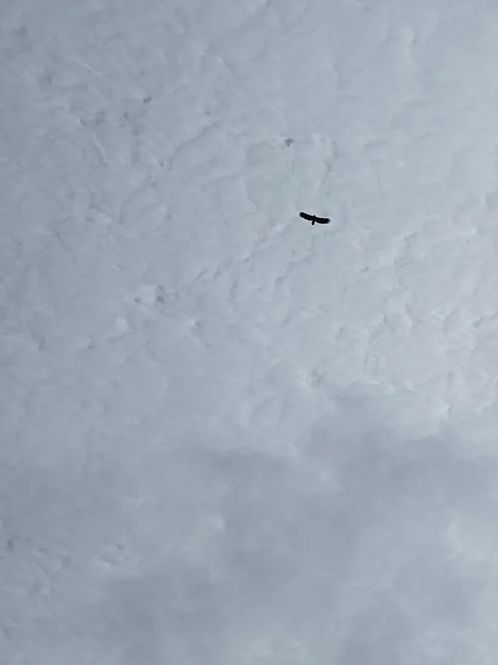 Is a bird flying over the snowy ground? - My, Birds, Illusion, Sky, Clouds, Longpost