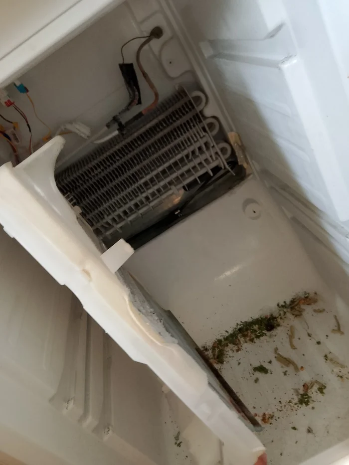 Question about the refrigerator cracking... - Refrigerator, Question, Ask Peekaboo, No Frost