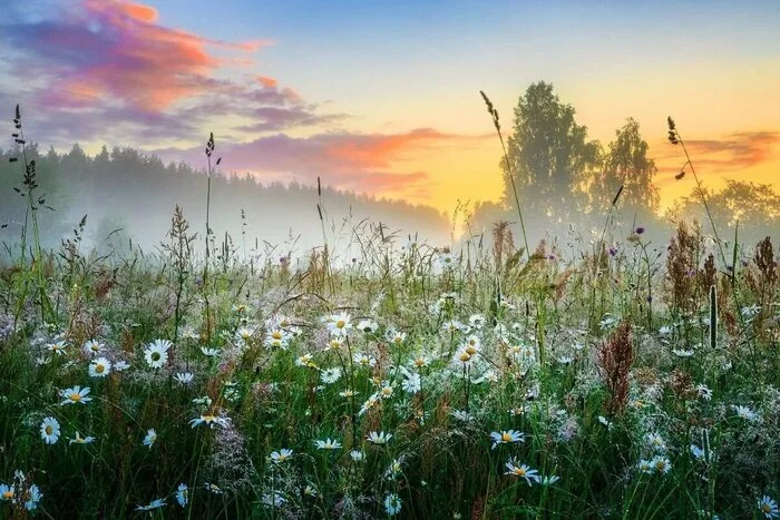 NATIVE JULY MORNING - My, Summer, Morning, Good morning, How does the morning begin?, Nature, The nature of Russia, Sunrise, Homeland, Native land, House, Fatherland, Longpost, The photo