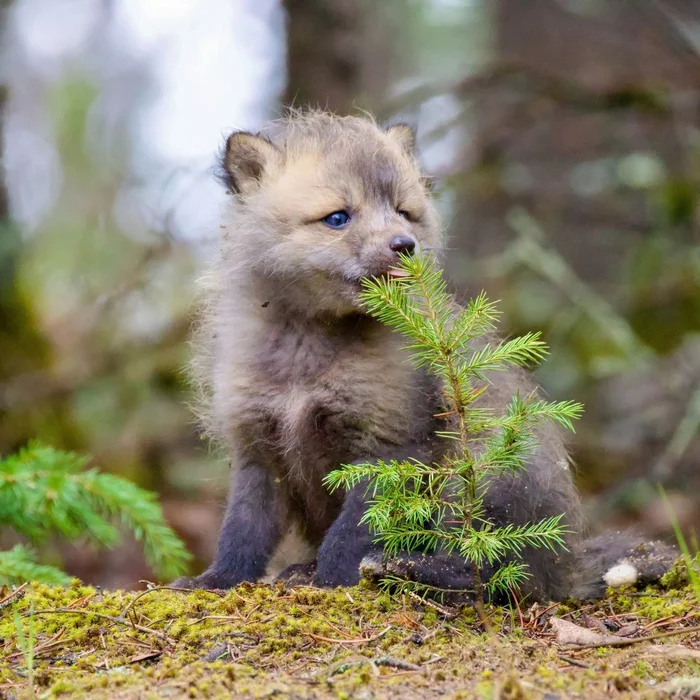 Fox cubs and foxes - Fox, Animals, Canines, Fox cubs, Longpost