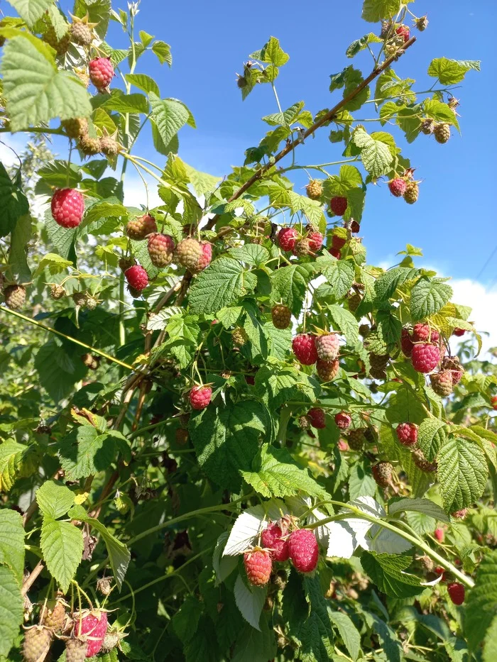 Raspberries - My, Raspberries, Summer, Dictionary, Photo on sneaker, Longpost