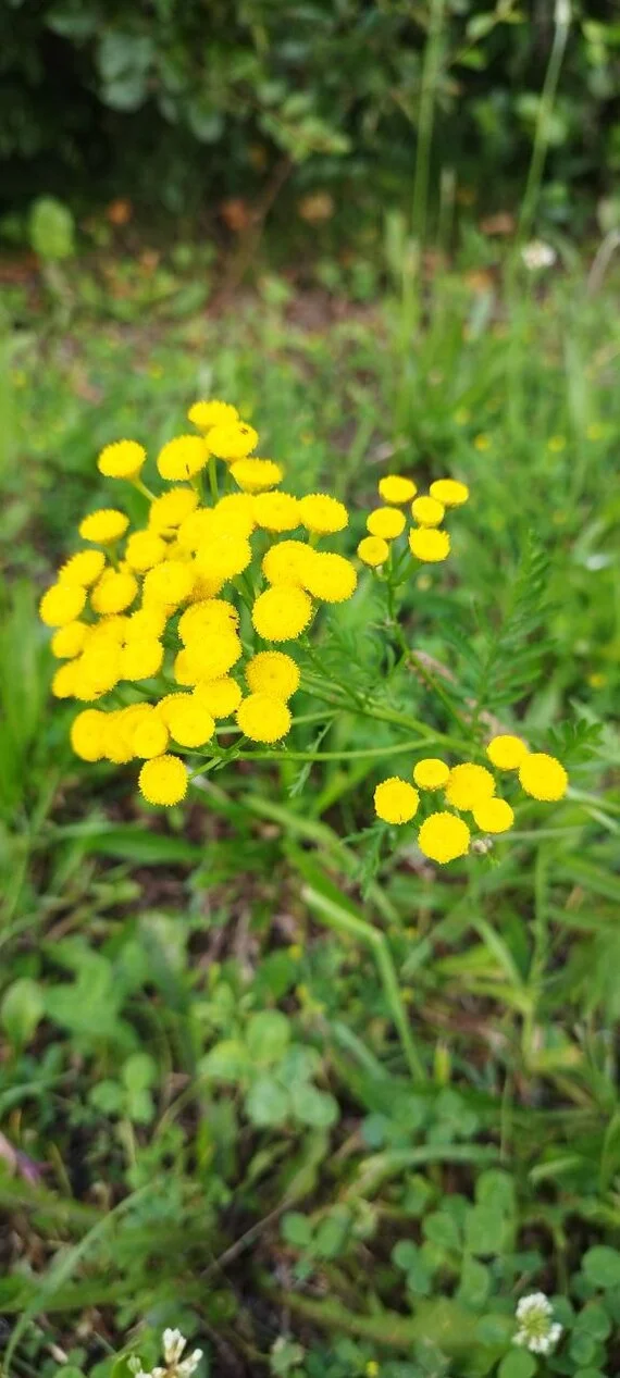 Tansy - Crossposting, Pikabu publish bot, Flowers, Tansy