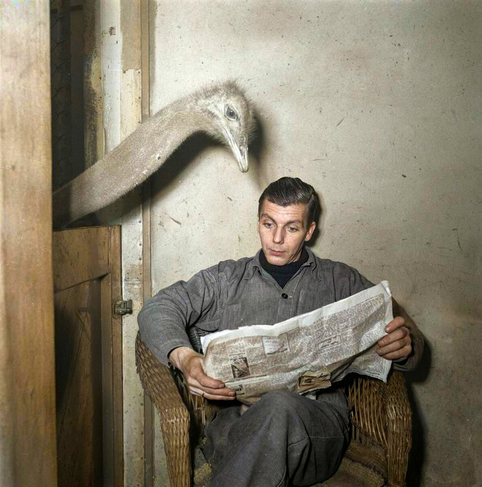 Удивительные и забавные ретро фотографии с животными. 20 раскрашенных фотографий из ХХ века. Часть II Колоризация, Старое фото, Фотография, Животные, 20 век, Длиннопост