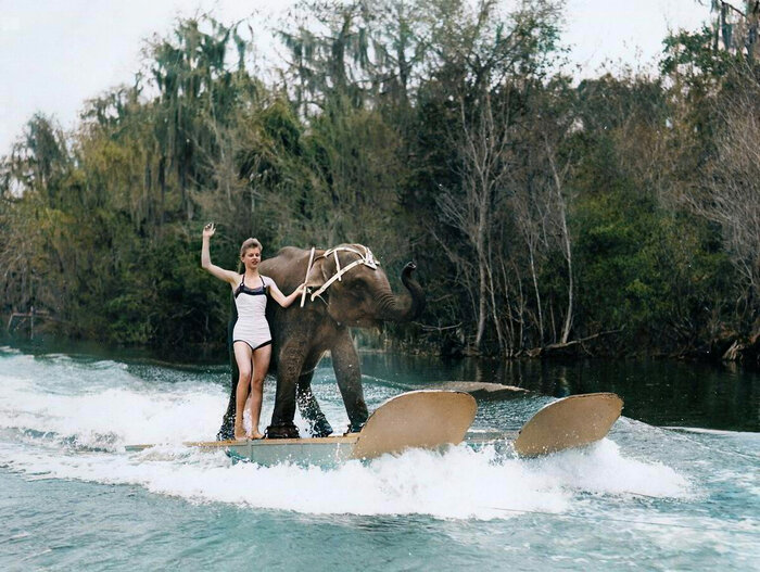 Удивительные и забавные ретро фотографии с животными. 20 раскрашенных фотографий из ХХ века. Часть II Колоризация, Старое фото, Фотография, Животные, 20 век, Длиннопост