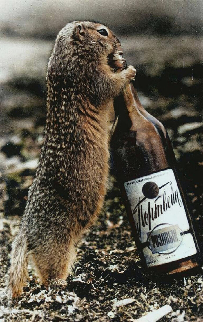 Удивительные и забавные ретро фотографии с животными. 20 раскрашенных фотографий из ХХ века. Часть II Колоризация, Старое фото, Фотография, Животные, 20 век, Длиннопост