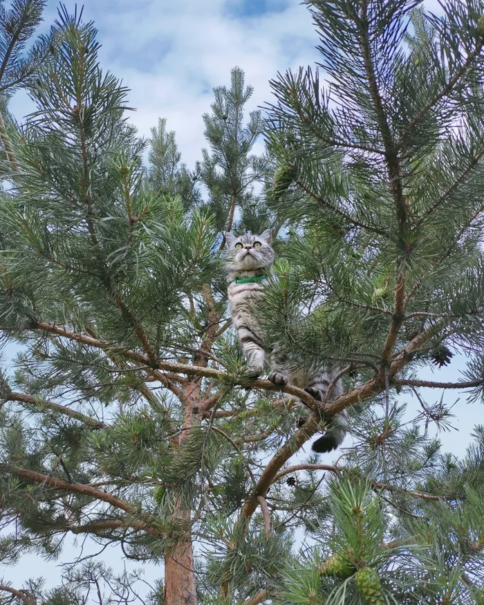 У меня живёт пушистый кот - Моё, Кот, Сосна, Пушистые, Полосатый, Фотография