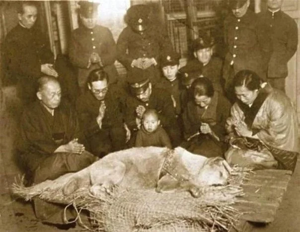 Posthumous photo of Hachiko - Hachiko, The photo, Past, Telegram (link), Tokyo, Japan, Dog