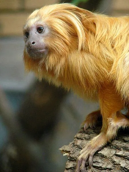 Dratuti - Animals, Milota, Monkey, Tamarin, Marmosets