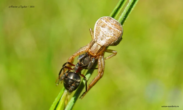 Elm Xysticus (Xysticus ulmi) snacking on some kind of ant (Formica) - My, Insects, Spider, Arachnology, Entomology, Муха, Nutrition, Macro photography