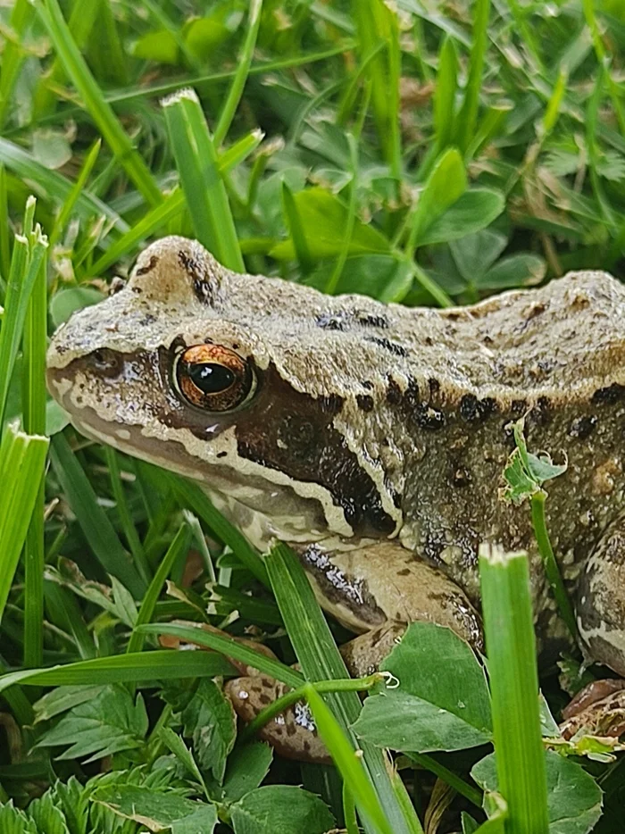 Frog - Mobile photography, Frogs, Princess Frog, Story, The photo, Amphibians