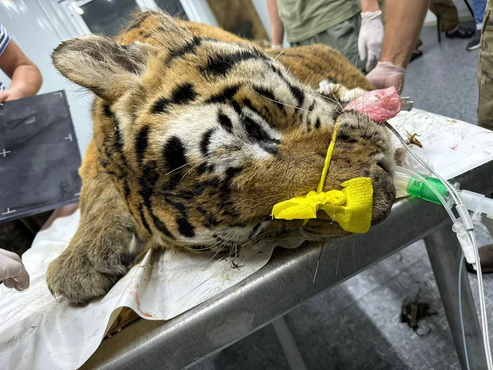 Continuation of the post “Catching the Amur Tiger” - Amur tiger, Primorsky Krai, Tiger Center, Big cats, Predatory animals, Cat family, Tiger, Rehabilitation centers, Wild animals, The photo, Wound, Depletion, Animal Rescue, Inspection, Reply to post, Telegram (link), Longpost