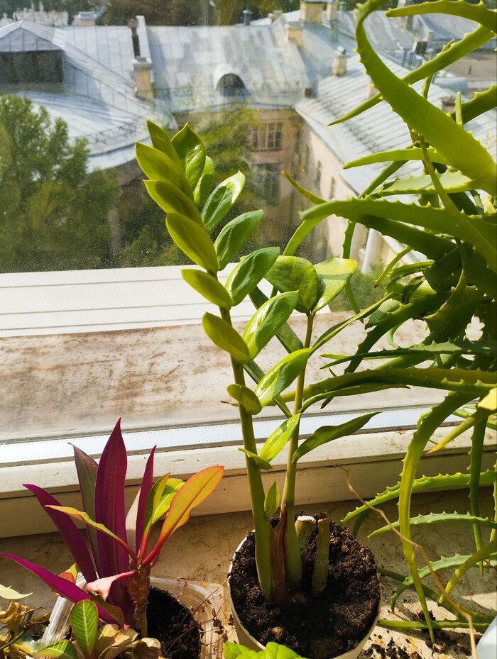 � ������� � ��������������, ������ ����������)