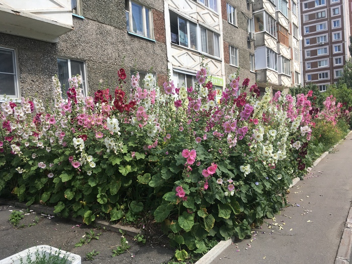 Цветов вам для радости