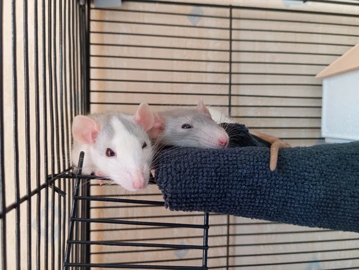 A little dream - My, Decorative rats, Pets