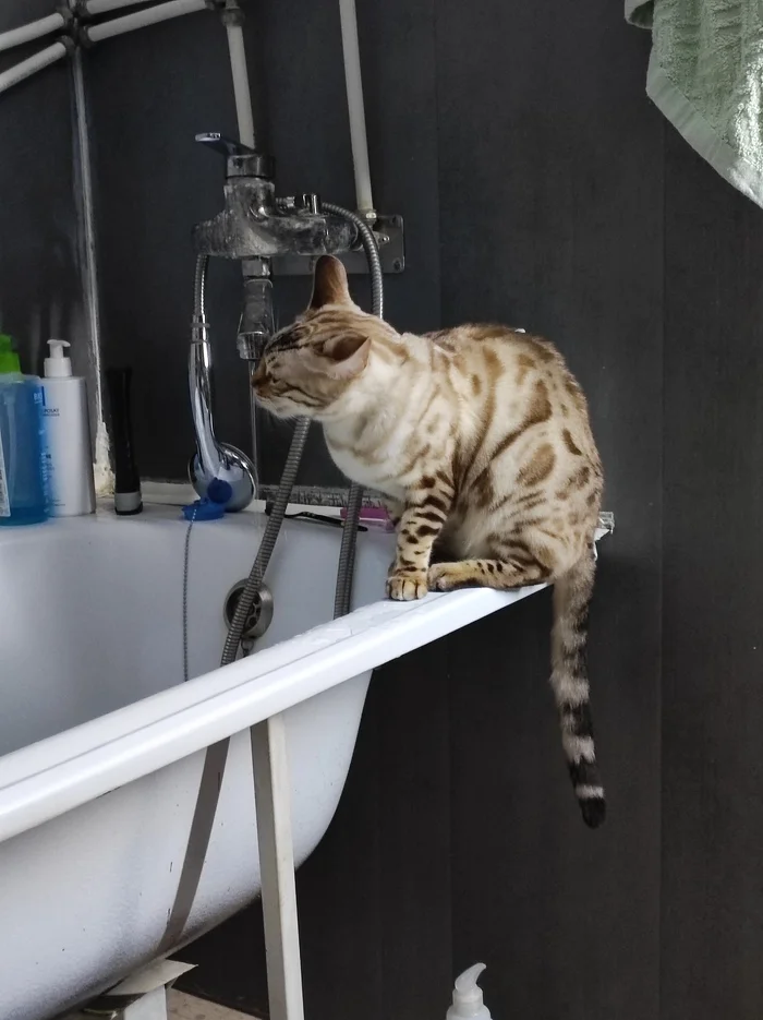 Bengal cat gone missing - My, Lost, Bengal cat, Search for animals, Lost cat, Seversky District, Краснодарский Край, Longpost, cat, No rating