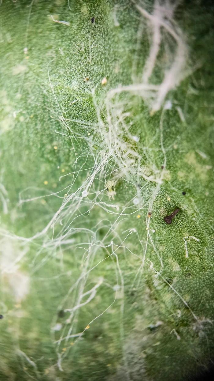 Photo project Let's take a closer look post No. 43. Spider mite - My, Macro photography, Nature, Garden, Insects, Biology, Mite, Microworld, Microfilming, Plants, Bloom, Gardening, In the animal world, Video, Vertical video, Longpost