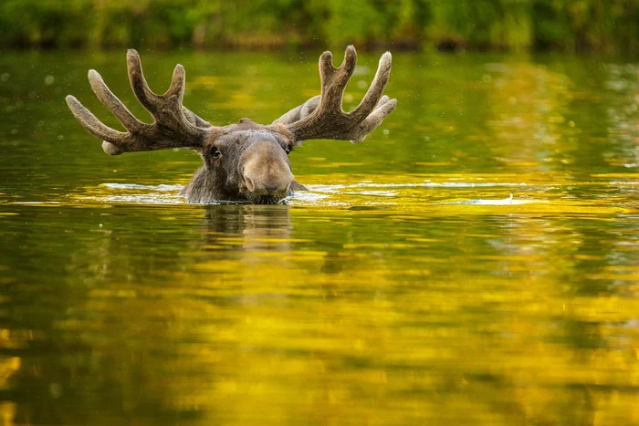 Есть спасение от жары! - Лось, Купание, Водоем, Фотография, Дикие животные, Копытные, Парнокопытные, Дикая природа, Жара, Лето, Амурская область, Telegram (ссылка)