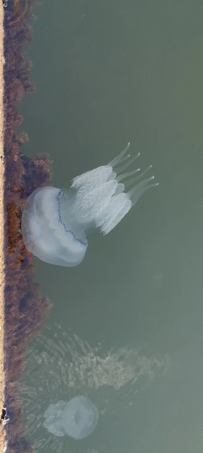 Taking over the sea by jellyfish - My, Sea, Azov sea, Berdyansk, Walk, Jellyfish, Video, Longpost