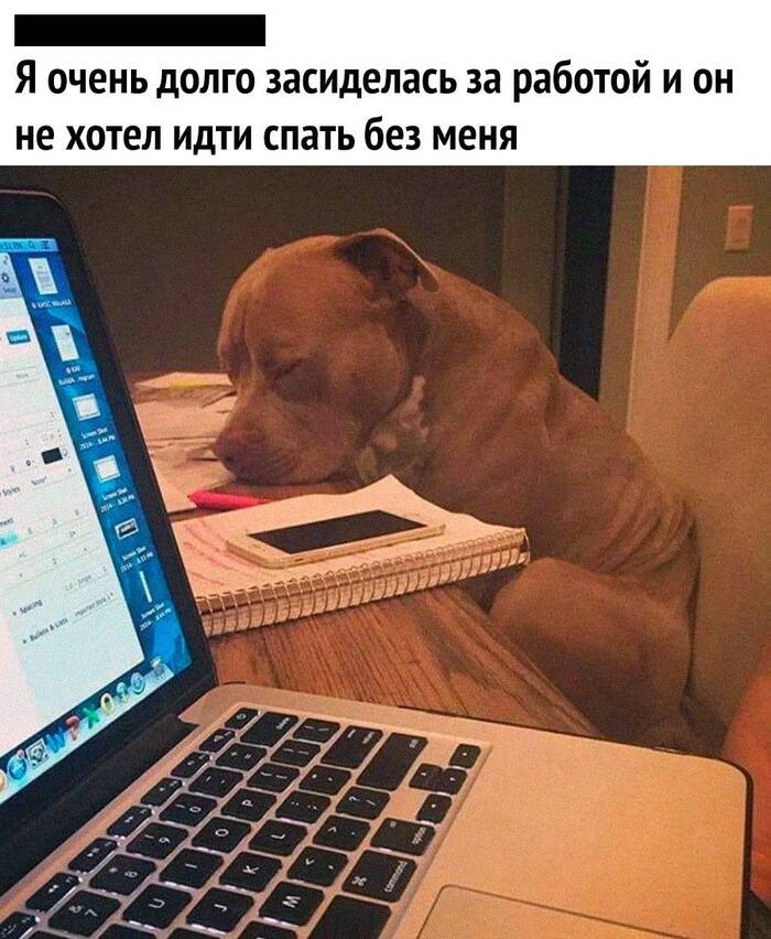 Tired of waiting - Humor, Picture with text, Memes, Images, Dog, Work