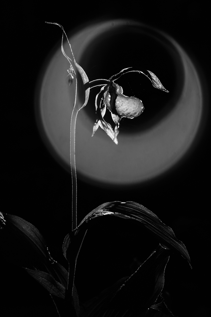 С глюками оптики тоже можно попробовать получить интересный эффект