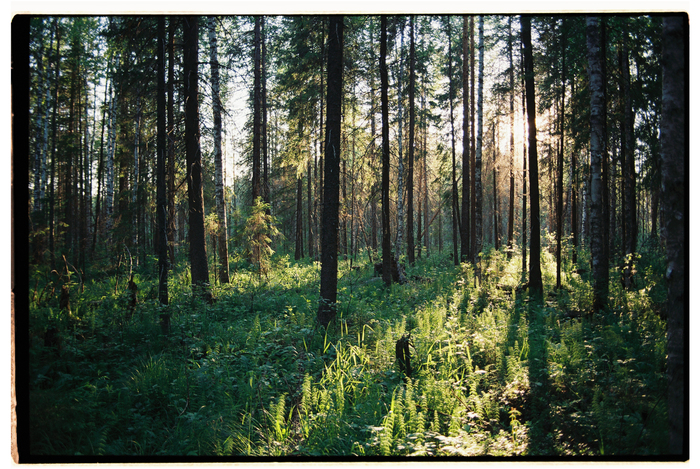 И до кучи: лес, где и обитают эти редкие цветы