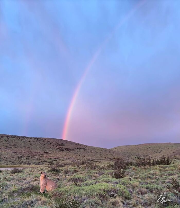 Пума и радуга