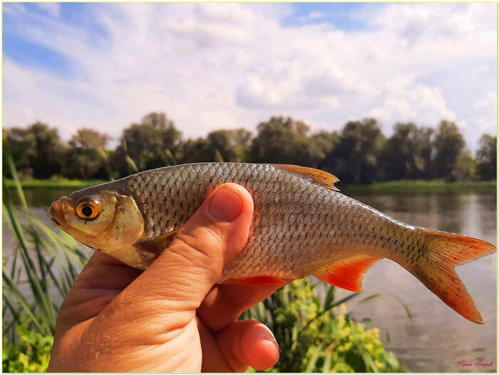 Redfin - My, The photo, Nature, Summer, Fishing, Redfish