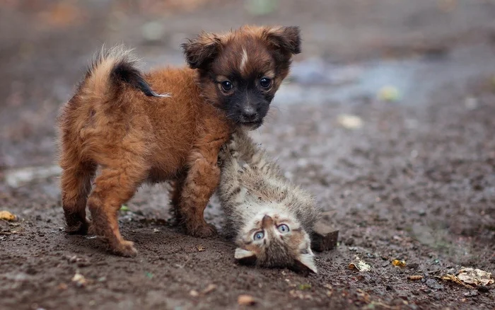 ...just a cry from the soul, although it may be a crying voice... - Homeless animals, Dog, Charity, Kindness, Society, VKontakte (link)