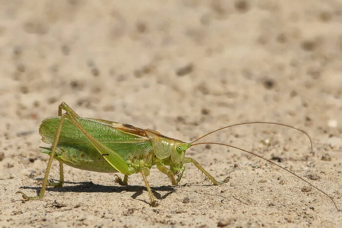 The smith of your own fortune - My, Photo hunting, The nature of Russia, Summer, Nature, Insects, wildlife, The photo