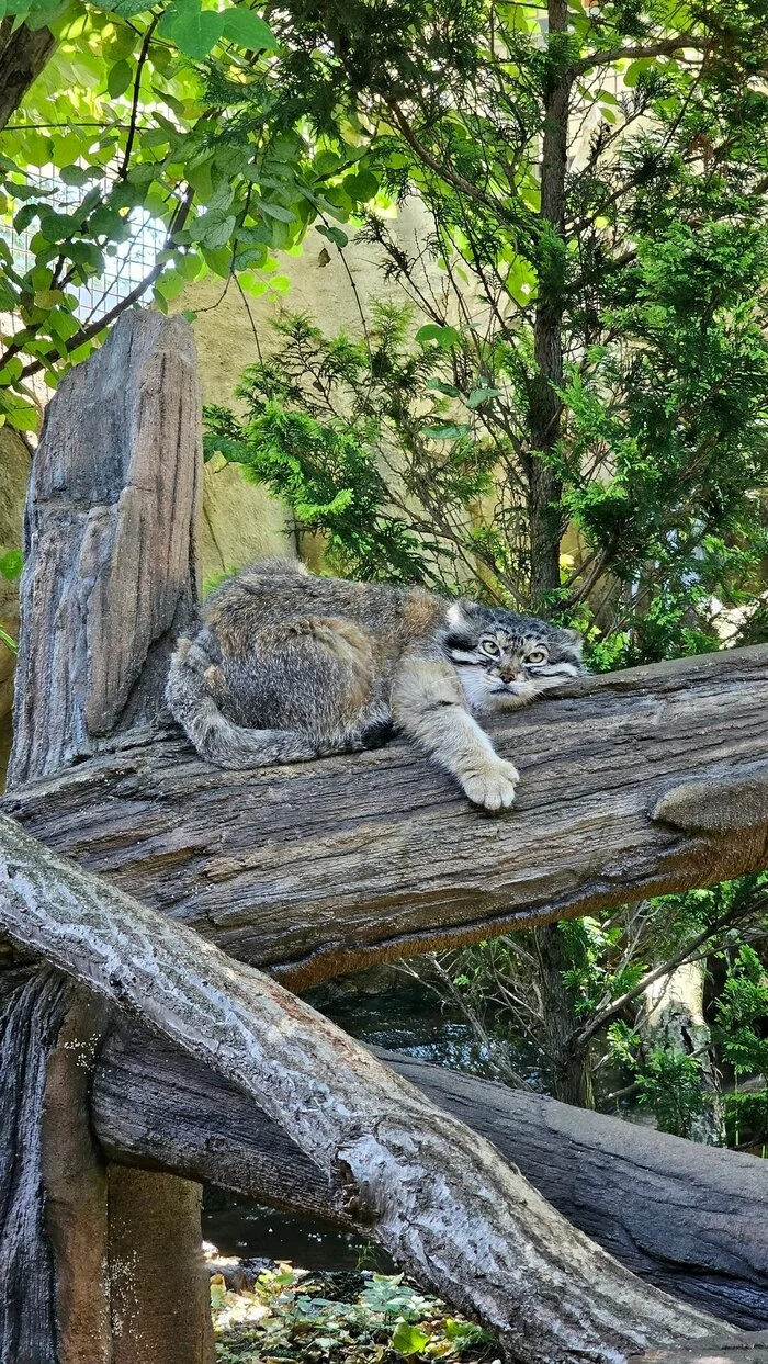 My favorite log, I won’t get up from it today - Wild animals, Zoo, Predatory animals, Cat family, Pallas' cat, Small cats, Log