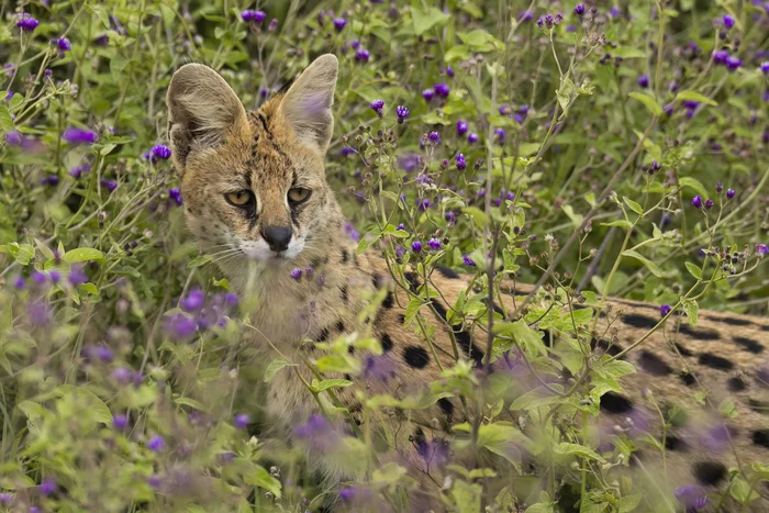 Serval in the wild of Africa - Serval, wildlife, Wild animals, Africa, Tanzania, Ngorongoro, National park, The photo, Predatory animals, Cat family, Small cats