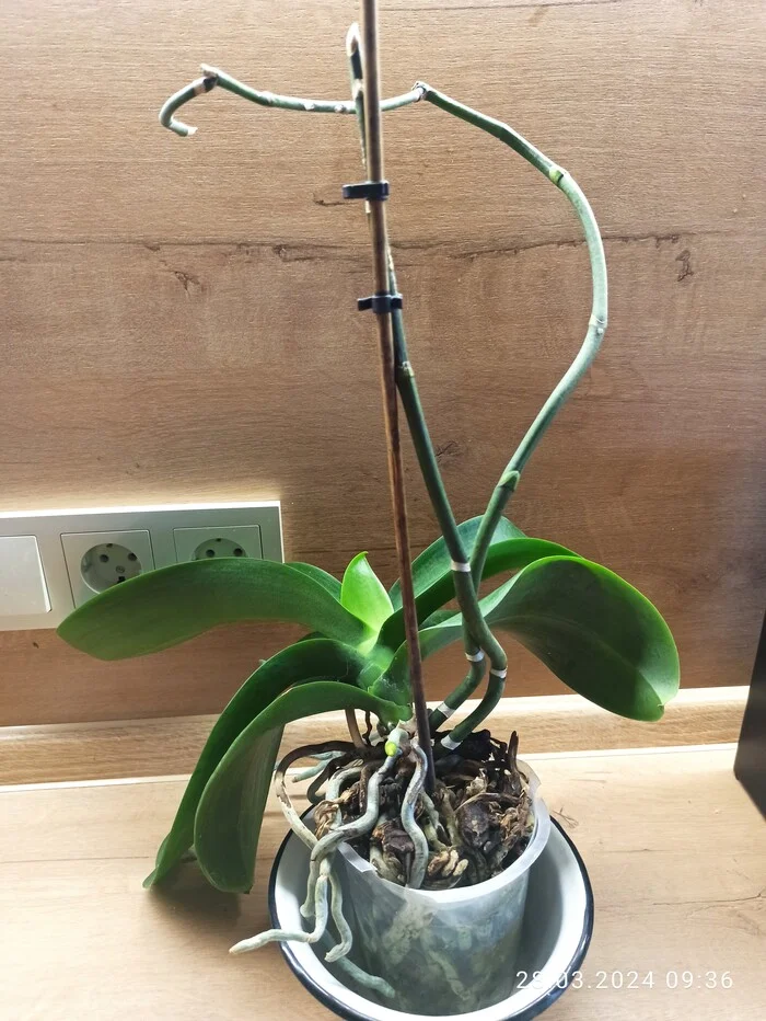 How I replanted an orchid and it didn’t die. First experience - My, Orchids, Floriculture, Houseplants, Longpost