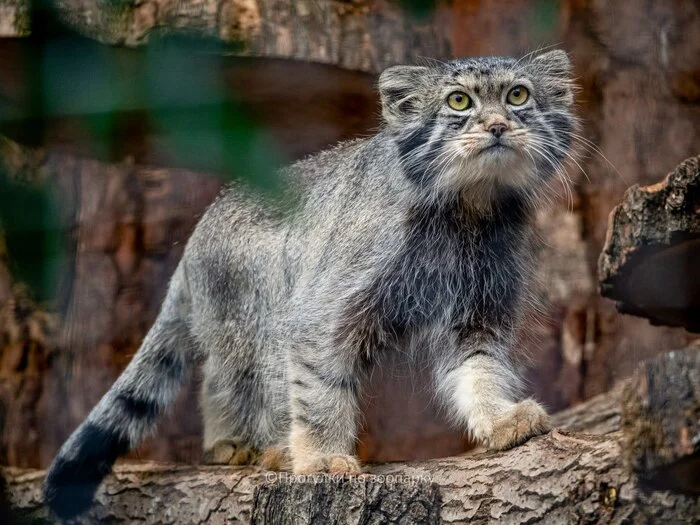 Summer Shunya - Wild animals, Predatory animals, Cat family, Pallas' cat, Small cats, The photo, Zoo, Leningrad Zoo