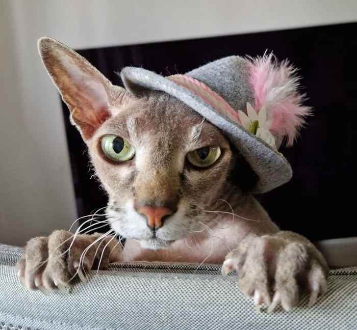 How we smelled the apartment - My, cat, Don Sphynx, Pets, Text, Longpost, The photo