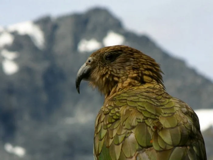 Bloodthirsty parrots - Kea, A parrot, New Zealand, Endemic, Birds, Longpost