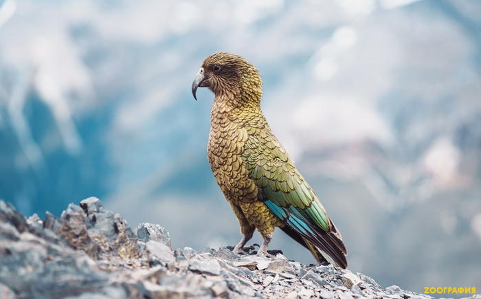  . : Luibellare<a href="https://pikabu.ru/story/krovozhadnyie_popugai_11589806?u=https%3A%2F%2Fzoographia.ru%2Farticles%2Fv-nebe%2Fkrovozhadnye-khishchnye-popugai%2F&t=%D0%BE%D1%82%D1%81%D1%8E%D0%B4%D0%B0&h=c0a3a76364405d41439b96d102dd971b54fca045" title="https://zoographia.ru/articles/v-nebe/krovozhadnye-khishchnye-popugai/" target="_blank" rel="nofollow noopener"> </a>