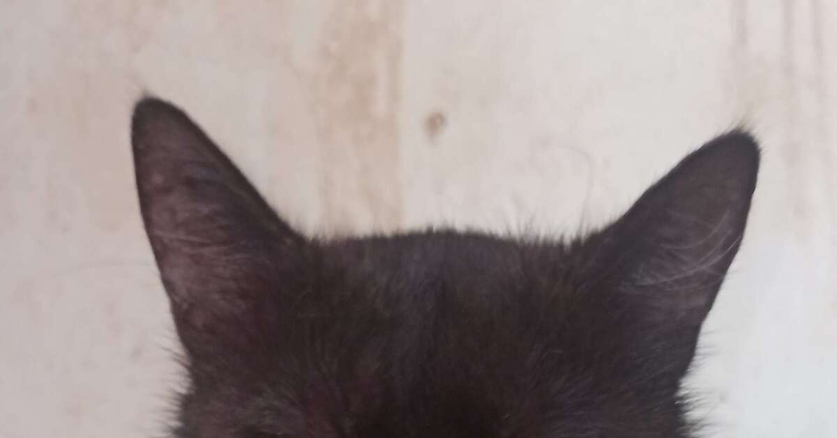 В нашем домашнем приюте проживает много котиков с лейкозом | Пикабу