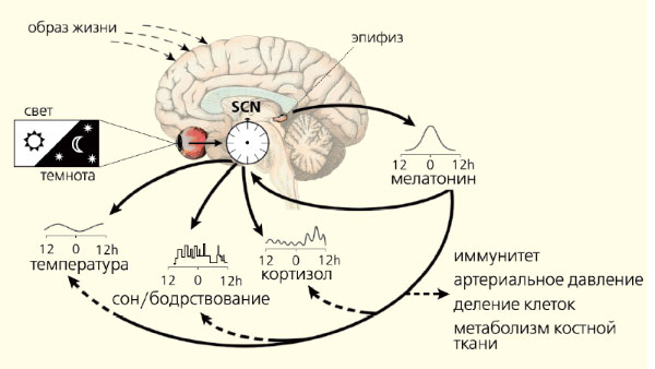 Periods of mental performance. How to capture the moment? - My, Research, Health, Healthy lifestyle, Circadian rhythms, Dream, Larks and owls, Article, Remote work, Motivation, Longpost