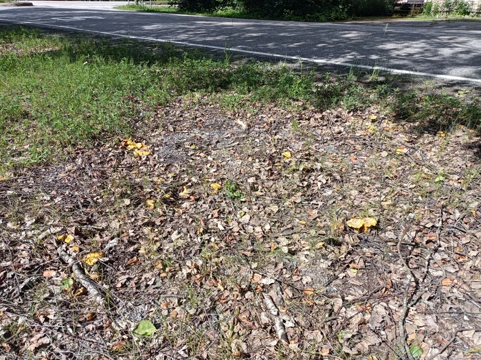 The mushrooms have gone - My, Chanterelles, Mushrooms, The photo