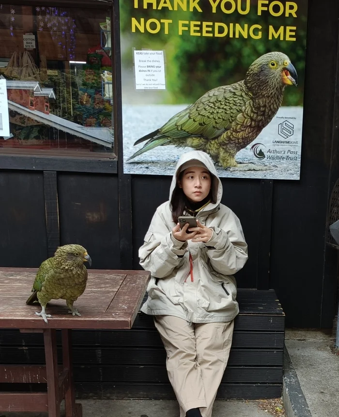 Reply to the post Bloodthirsty parrots - My, A parrot, wildlife, Video, Longpost, Kea, Birds, New Zealand, Туристы, Reply to post