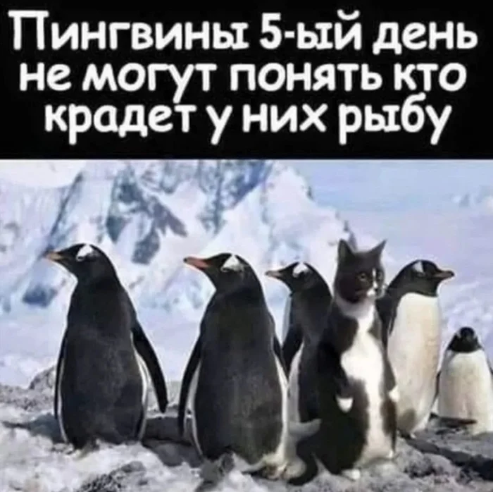 Who steals... - From the network, Humor, Picture with text, Memes, Screenshot, Hardened, cat, Penguins